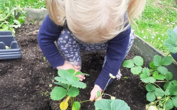 Child planting strawberries